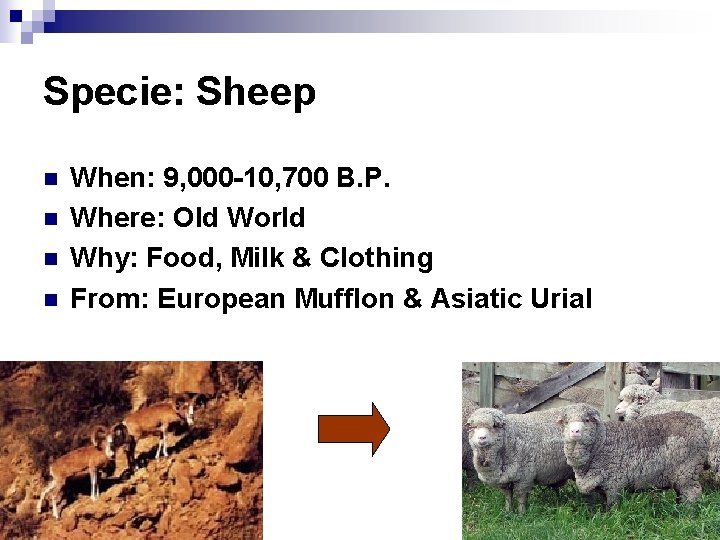 Specie: Sheep n n When: 9, 000 -10, 700 B. P. Where: Old World