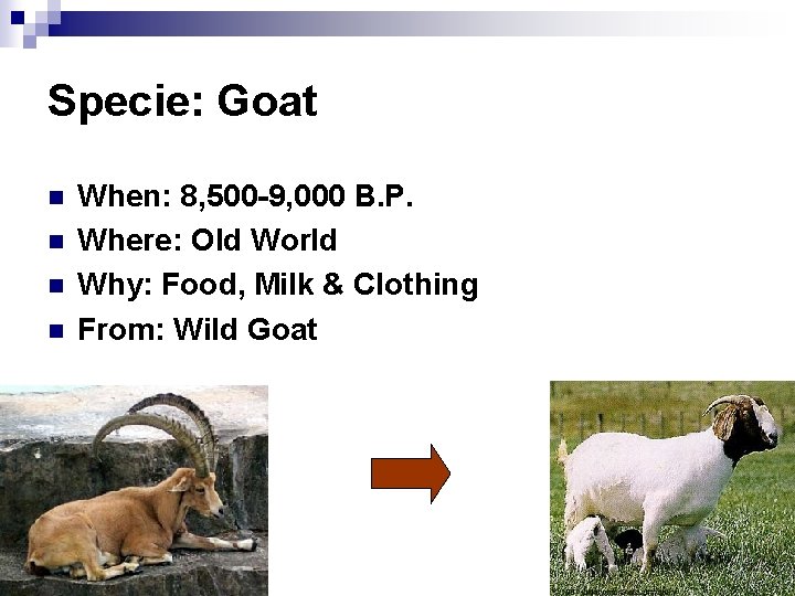 Specie: Goat n n When: 8, 500 -9, 000 B. P. Where: Old World