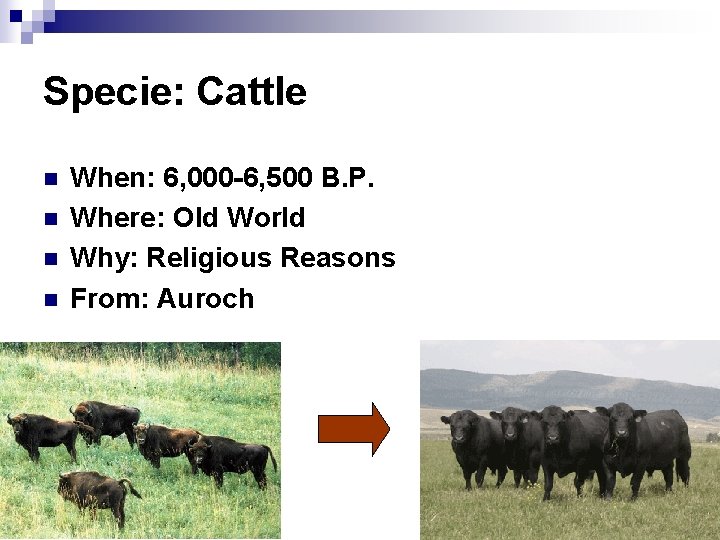 Specie: Cattle n n When: 6, 000 -6, 500 B. P. Where: Old World