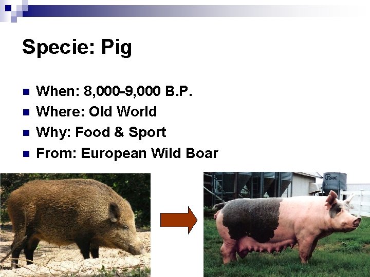Specie: Pig n n When: 8, 000 -9, 000 B. P. Where: Old World