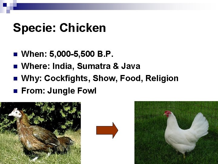 Specie: Chicken n n When: 5, 000 -5, 500 B. P. Where: India, Sumatra