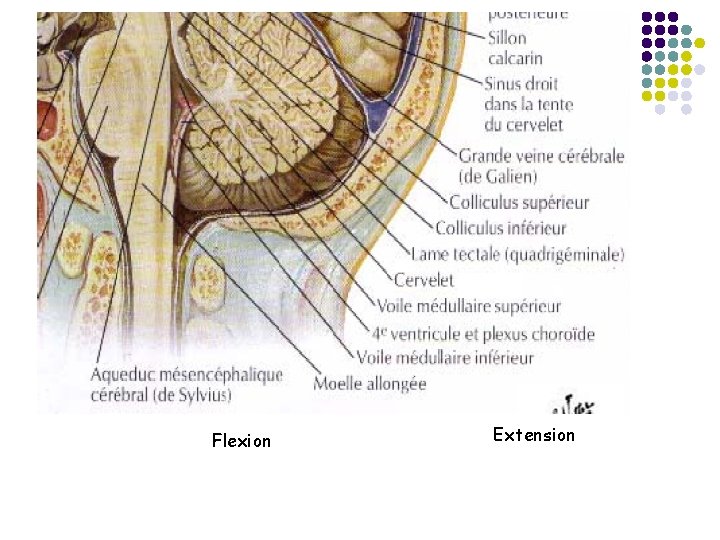 Flexion Extension 