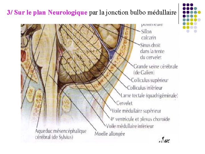 3/ Sur le plan Neurologique par la jonction bulbo médullaire 