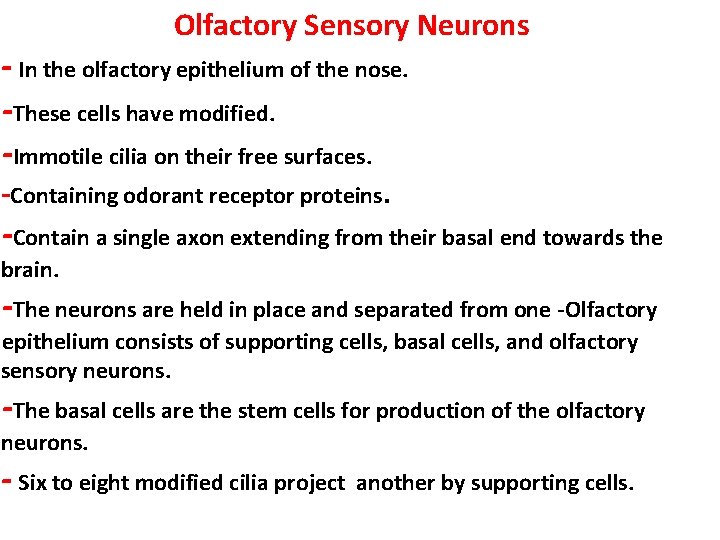  Olfactory Sensory Neurons - In the olfactory epithelium of the nose. -These cells