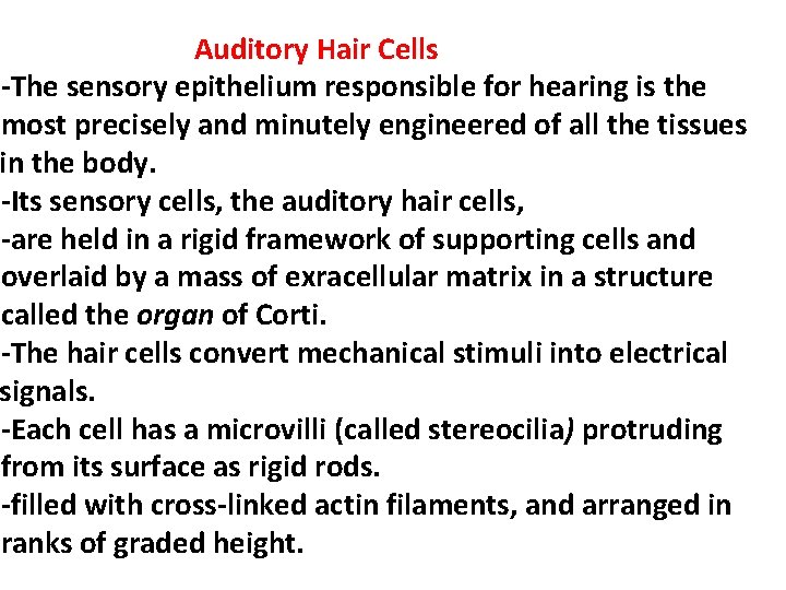  Auditory Hair Cells -The sensory epithelium responsible for hearing is the most precisely