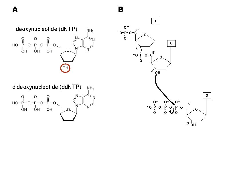 A B deoxynucleotide (d. NTP) - dideoxynucleotide (dd. NTP) - 