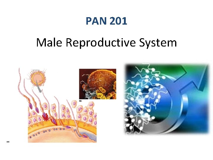 PAN 201 Male Reproductive System 