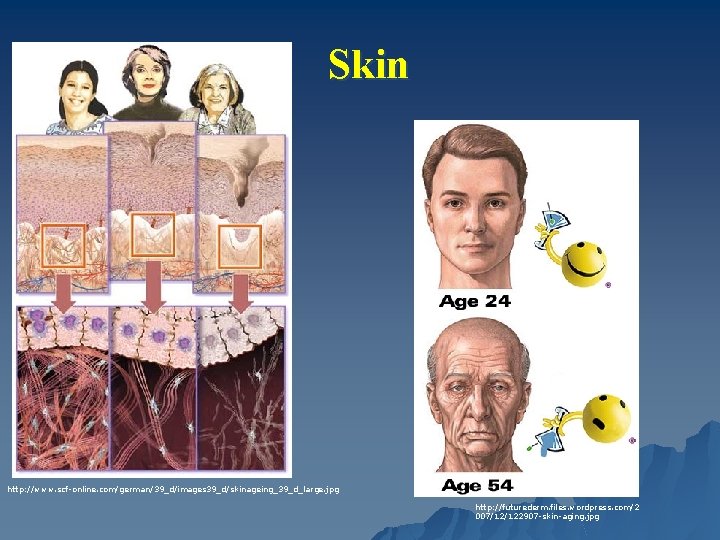 Skin http: //www. scf-online. com/german/39_d/images 39_d/skinageing_39_d_large. jpg http: //futurederm. files. wordpress. com/2 007/12/122907 -skin-aging.