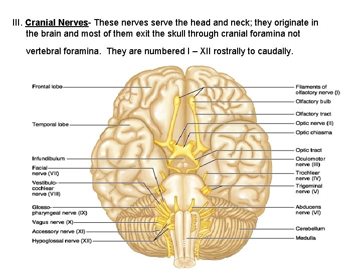III. Cranial Nerves- These nerves serve the head and neck; they originate in the