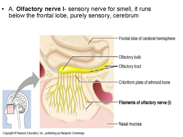  • A. Olfactory nerve I- sensory nerve for smell, it runs below the