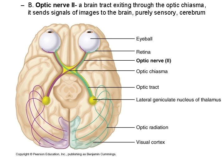– B. Optic nerve II- a brain tract exiting through the optic chiasma, it