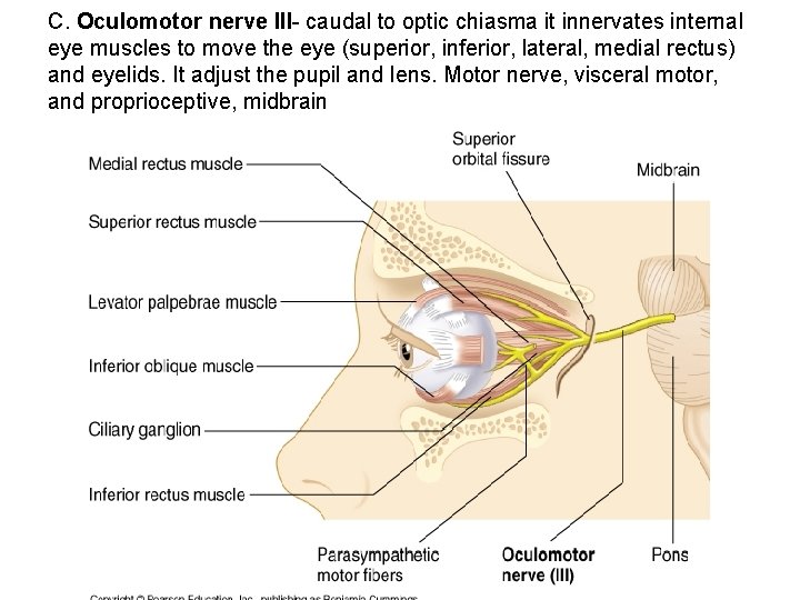 C. Oculomotor nerve III- caudal to optic chiasma it innervates internal eye muscles to