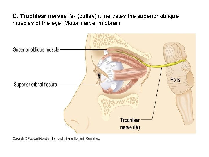 D. Trochlear nerves IV- (pulley) it inervates the superior oblique muscles of the eye.