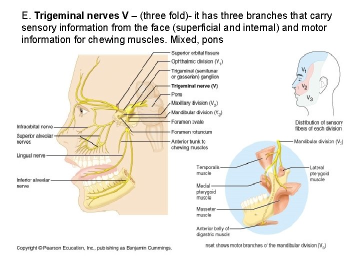 E. Trigeminal nerves V – (three fold)- it has three branches that carry sensory