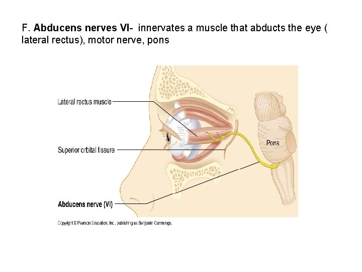 F. Abducens nerves VI- innervates a muscle that abducts the eye ( lateral rectus),