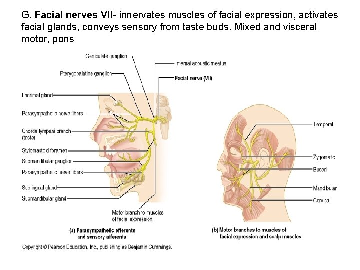 G. Facial nerves VII- innervates muscles of facial expression, activates facial glands, conveys sensory