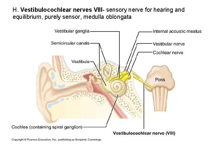 H. Vestibulocochlear nerves VIII- sensory nerve for hearing and equilibrium, purely sensor, medulla oblongata