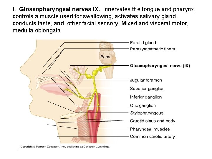 I. Glossopharyngeal nerves IX. innervates the tongue and pharynx, controls a muscle used for