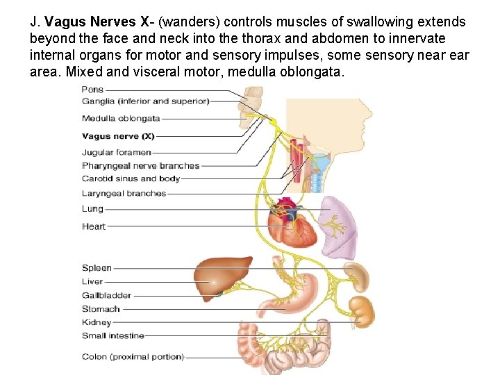 J. Vagus Nerves X- (wanders) controls muscles of swallowing extends beyond the face and