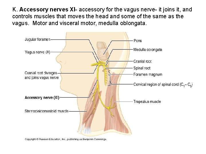 K. Accessory nerves XI- accessory for the vagus nerve- it joins it, and controls