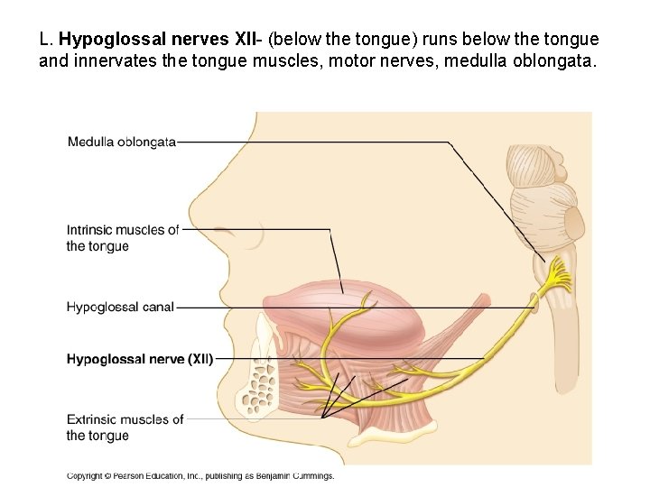 L. Hypoglossal nerves XII- (below the tongue) runs below the tongue and innervates the