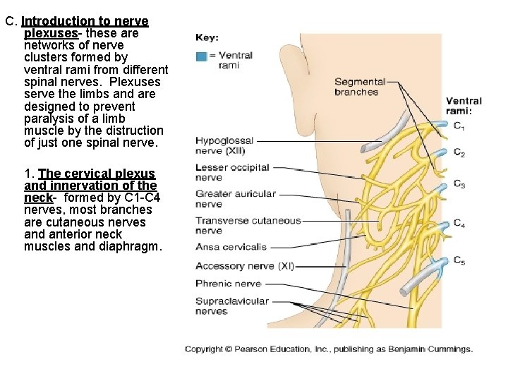 C. Introduction to nerve plexuses- these are networks of nerve clusters formed by ventral