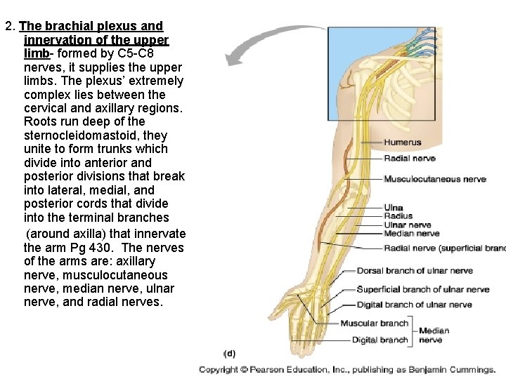 2. The brachial plexus and innervation of the upper limb- formed by C 5