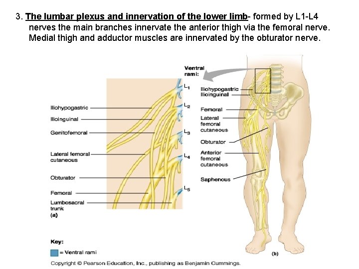 3. The lumbar plexus and innervation of the lower limb- formed by L 1