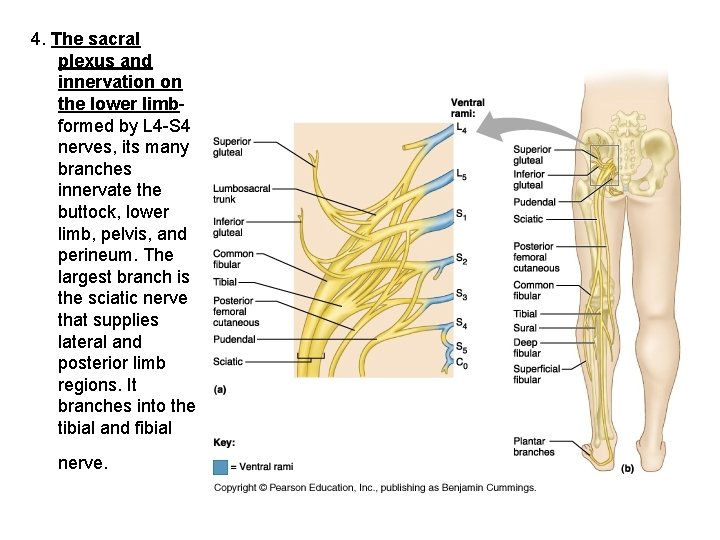 4. The sacral plexus and innervation on the lower limbformed by L 4 -S