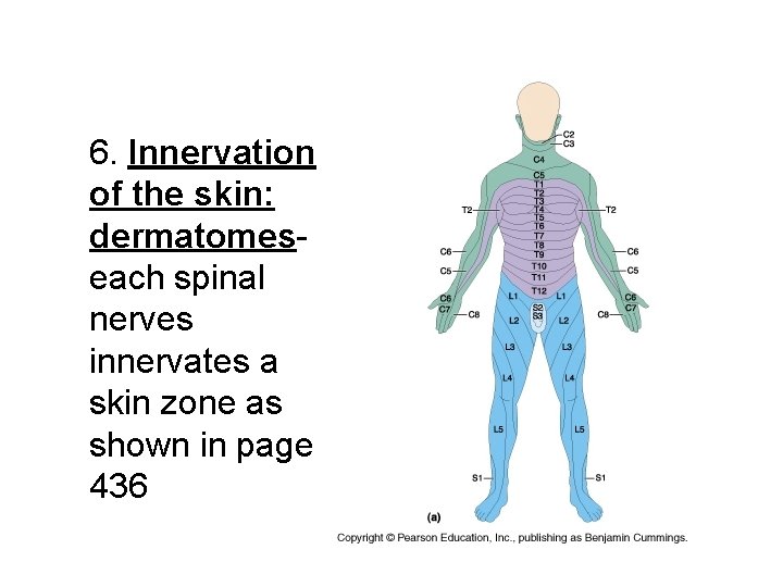 6. Innervation of the skin: dermatomeseach spinal nerves innervates a skin zone as shown