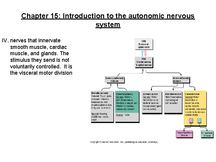 Chapter 15: Introduction to the autonomic nervous system IV. nerves that innervate smooth muscle,