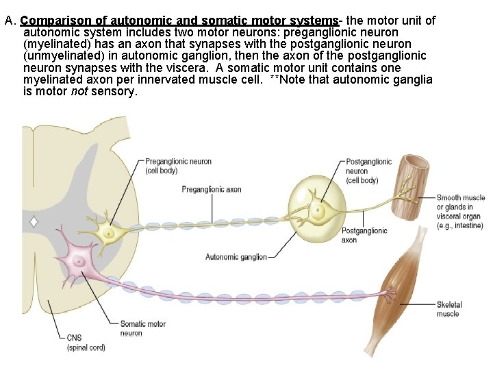 A. Comparison of autonomic and somatic motor systems- the motor unit of autonomic system