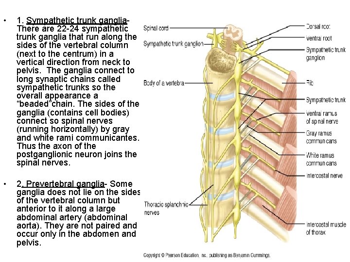  • 1. Sympathetic trunk ganglia. There are 22 -24 sympathetic trunk ganglia that