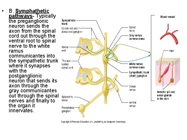  • B. Symphathetic pathways- Typically the preganglionic neuron sends the axon from the