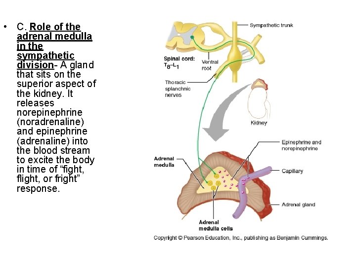  • C. Role of the adrenal medulla in the sympathetic division- A gland