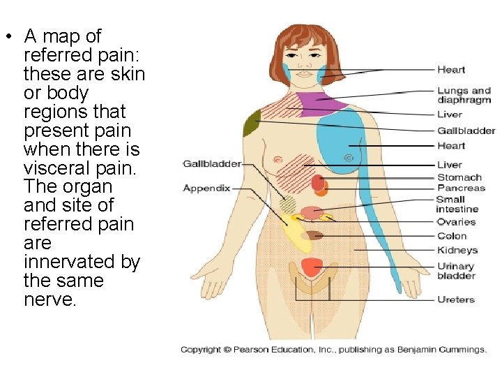  • A map of referred pain: these are skin or body regions that