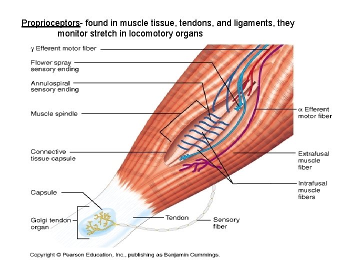 Proprioceptors- found in muscle tissue, tendons, and ligaments, they monitor stretch in locomotory organs