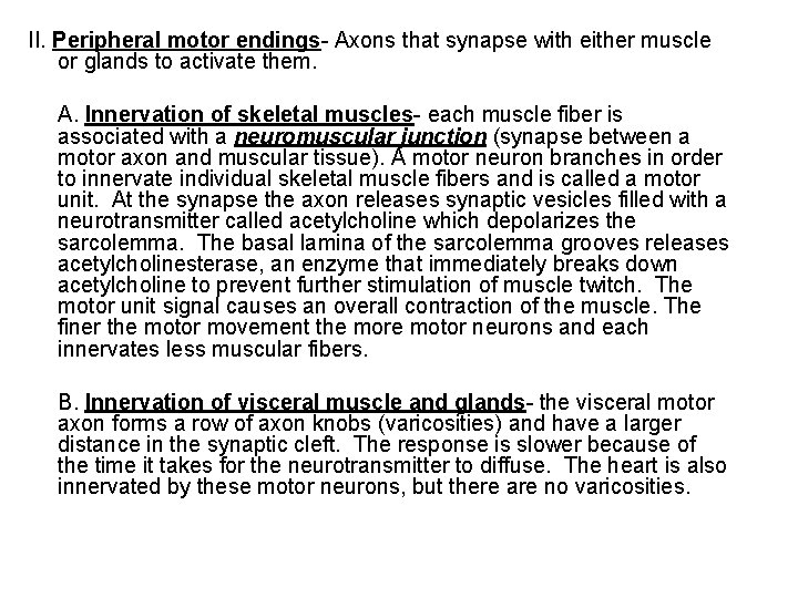 II. Peripheral motor endings- Axons that synapse with either muscle or glands to activate