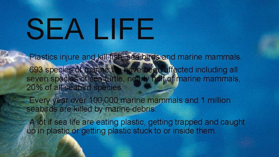 SEA LIFE o. Plastics injure and kill fish, sea birds and marine mammals. o