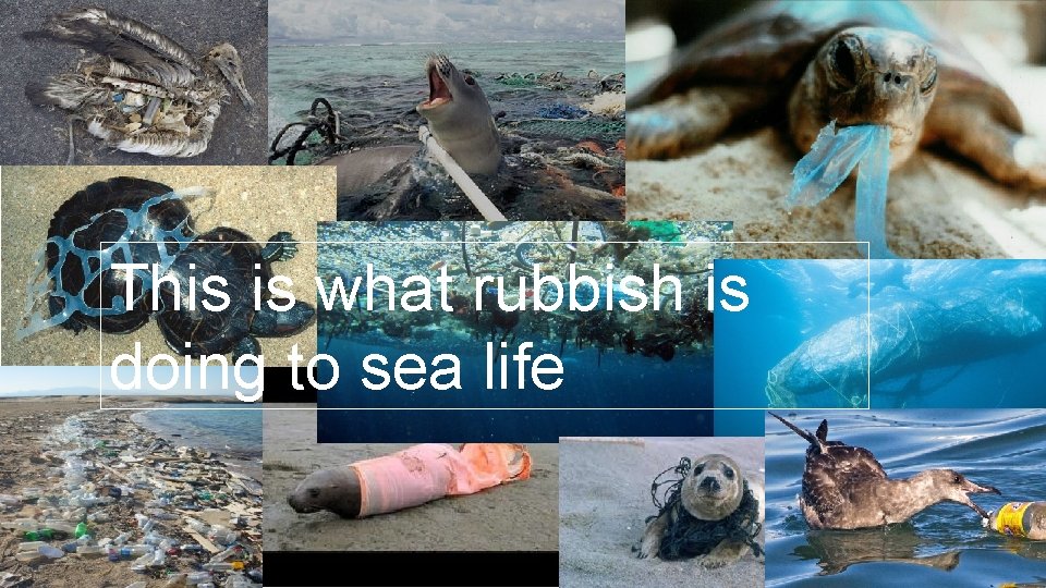 This is what rubbish is doing to sea life 