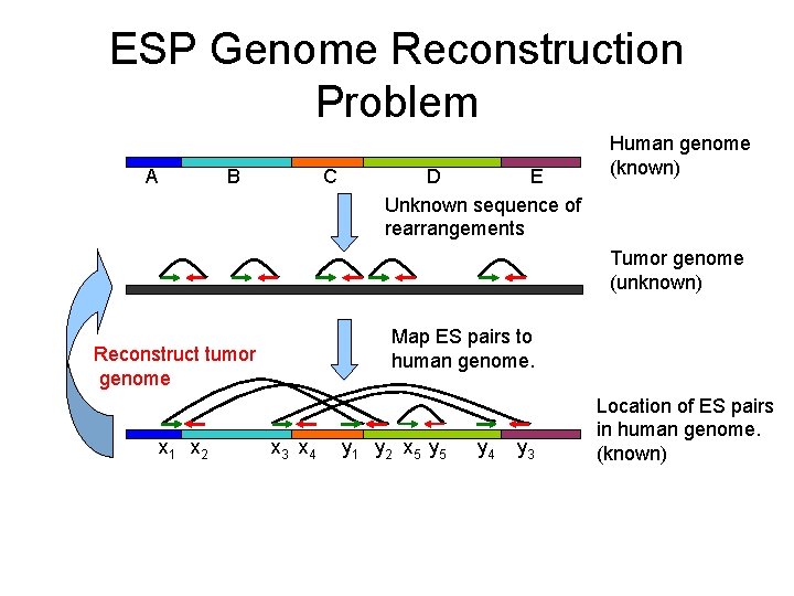 ESP Genome Reconstruction Problem A C B E D Unknown sequence of rearrangements Human