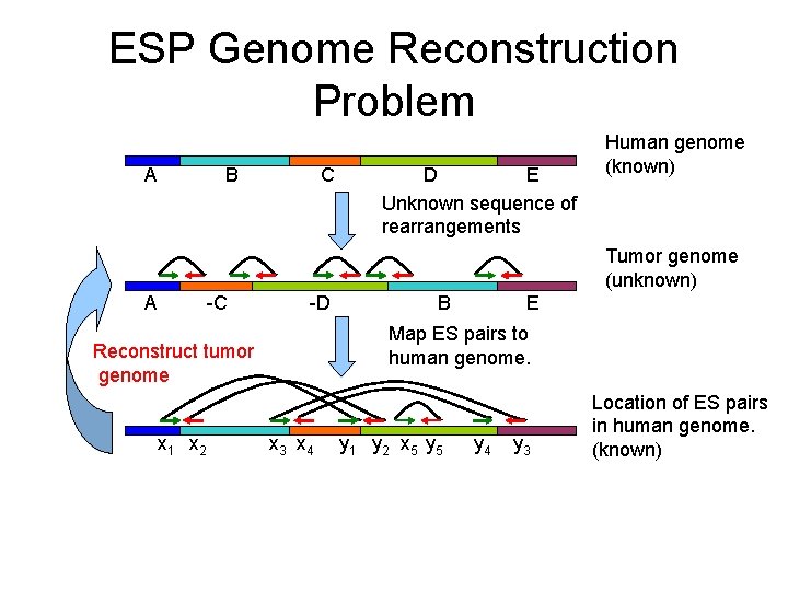 ESP Genome Reconstruction Problem A C B E D Unknown sequence of rearrangements Human