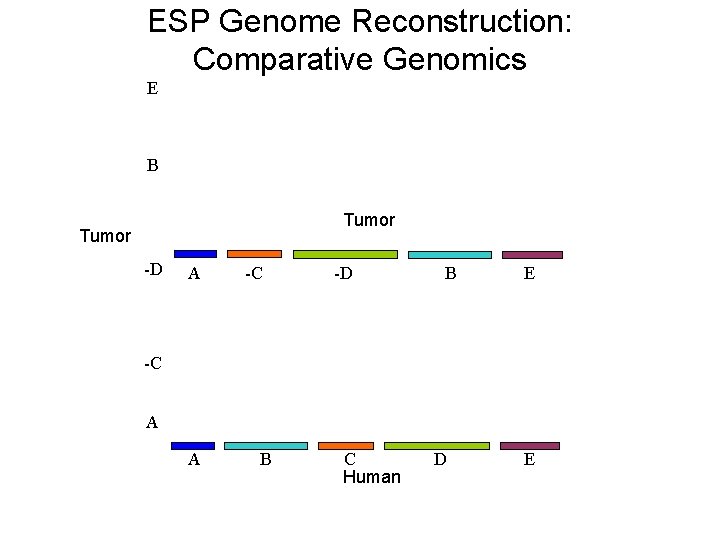 ESP Genome Reconstruction: Comparative Genomics E B Tumor -D A -C -D B E