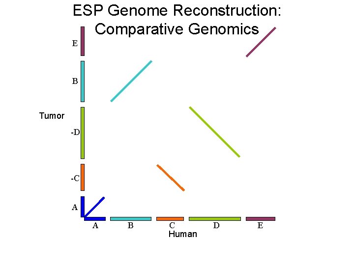 ESP Genome Reconstruction: Comparative Genomics E B Tumor -D -C A A B C