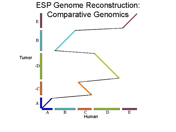 ESP Genome Reconstruction: Comparative Genomics E B Tumor -D -C A A B C