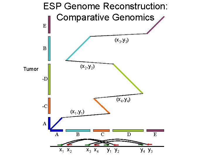 ESP Genome Reconstruction: Comparative Genomics E (x 3, y 3) B (x 2, y