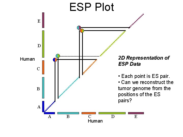 ESP Plot E D 2 D Representation of ESP Data Human C • Each