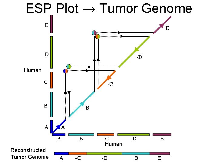 ESP Plot → Tumor Genome E E D -D Human C -C B A