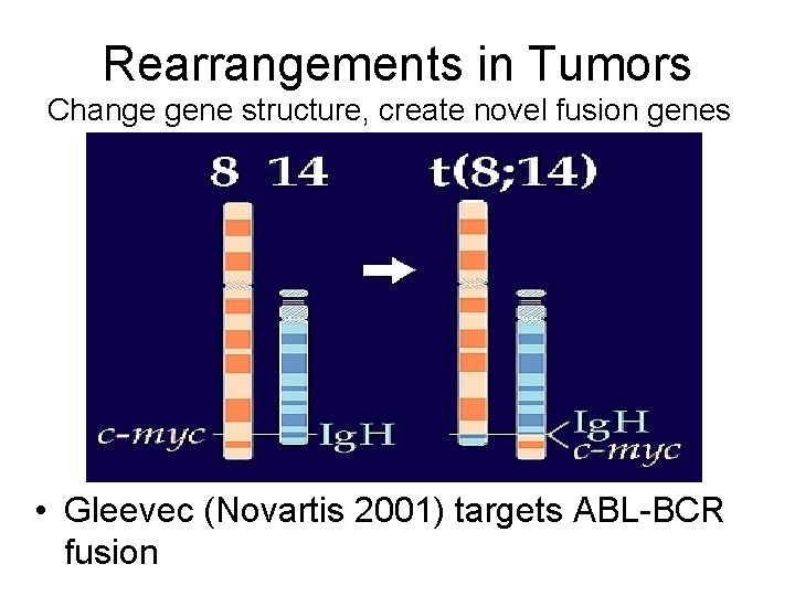 Rearrangements in Tumors Change gene structure, create novel fusion genes • Gleevec (Novartis 2001)