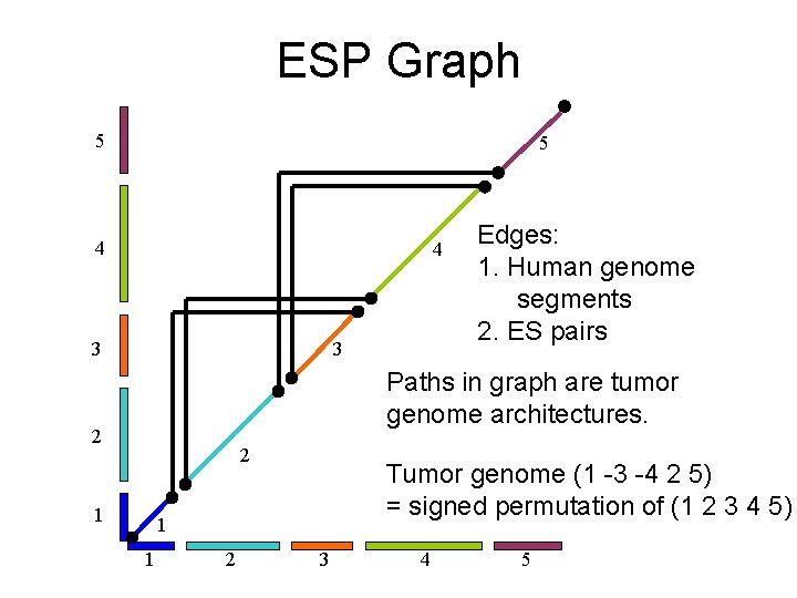 ESP Graph 5 5 4 4 3 3 Edges: 1. Human genome segments 2.